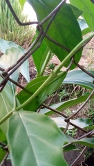 Morinda citrifolia
