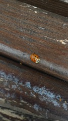 Harmonia axyridis