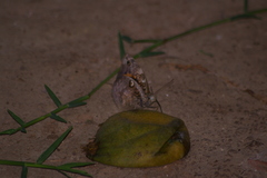 Opsiphanes tamarindi
