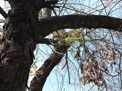 Turdus grayi