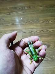 Eugryllacris vaginalis