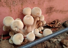Macrocybe