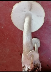 Macrocybe