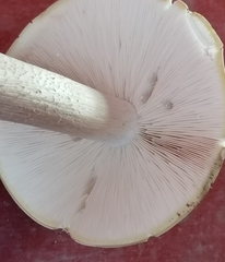 Macrocybe
