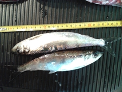 Clupea harengus membras