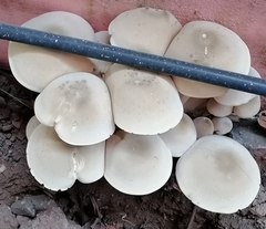 Macrocybe