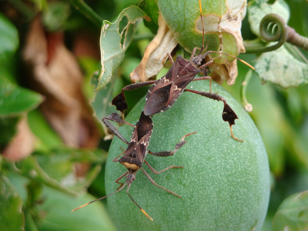 Leptoglossus neovexillatus