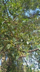 Magnoliopsida