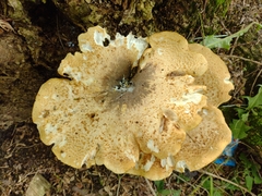 Polyporaceae