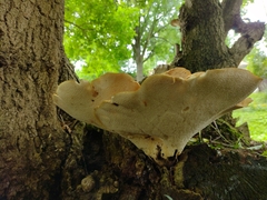 Polyporaceae