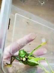 Eugryllacris vaginalis