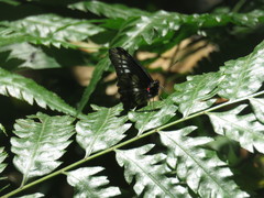 Catasticta flisa flisa