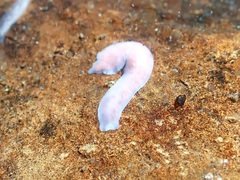 Dendrocoelum lacteum