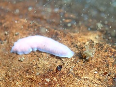 Dendrocoelum lacteum