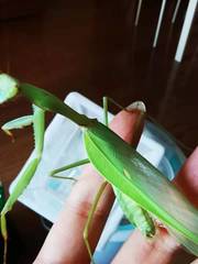Hierodula