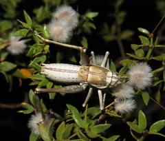 Ateloplus splendidus