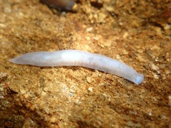Dendrocoelum lacteum