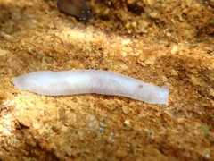 Dendrocoelum lacteum
