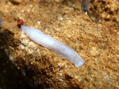 Dendrocoelum lacteum
