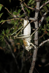 Ateloplus splendidus