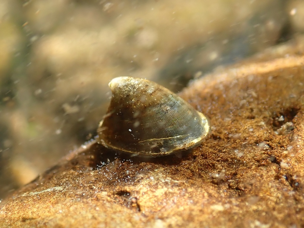 Ancylus