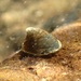 Ancylus - Photo (c) Calum McLennan, some rights reserved (CC BY-NC), uploaded by Calum McLennan