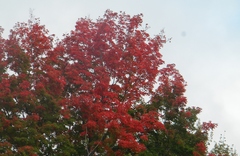Acer rubrum rubrum