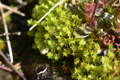 Diobelonella palustris