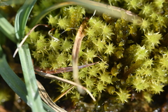 Diobelonella palustris