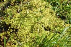 Diobelonella palustris
