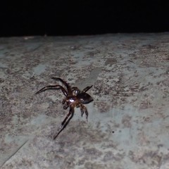 Pycnaxis