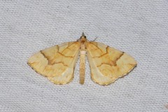 Eulithis mellinata