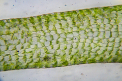 Ulva flexuosa