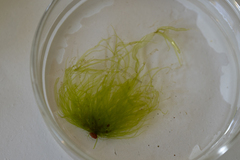 Ulva flexuosa