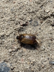 Amphimallon ruficorne