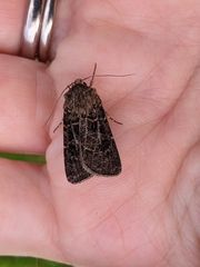 Agrotis clavis