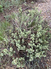 Thymelaea