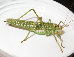 Capnobotes arizonensis