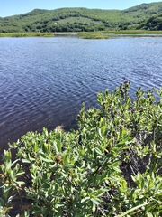 Myrica gale tomentosa