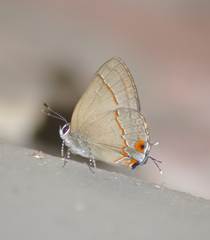 Arzecla tucumanensis