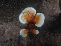 Ganoderma
