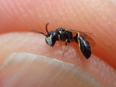 Hylaeus pictipes