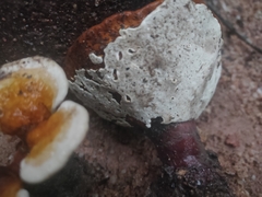 Ganoderma