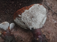 Ganoderma