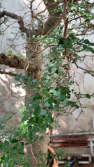 Operculicarya decaryi