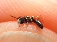 Hylaeus pictipes