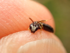 Hylaeus pictipes