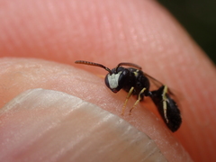 Hylaeus pictipes