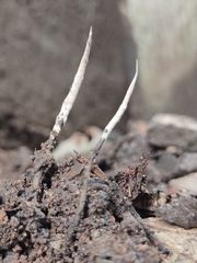 Xylaria
