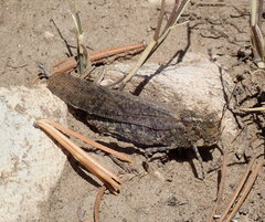 Circotettix undulatus